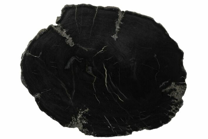 Black, Polished Petrified Wood (Araucaria) Round - Arizona #175272